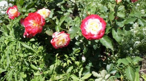 Double delight roses