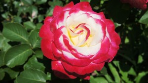 my Double delight rose